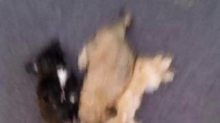 Your Pussy Instead Of Your Puppies In The Pawnshop